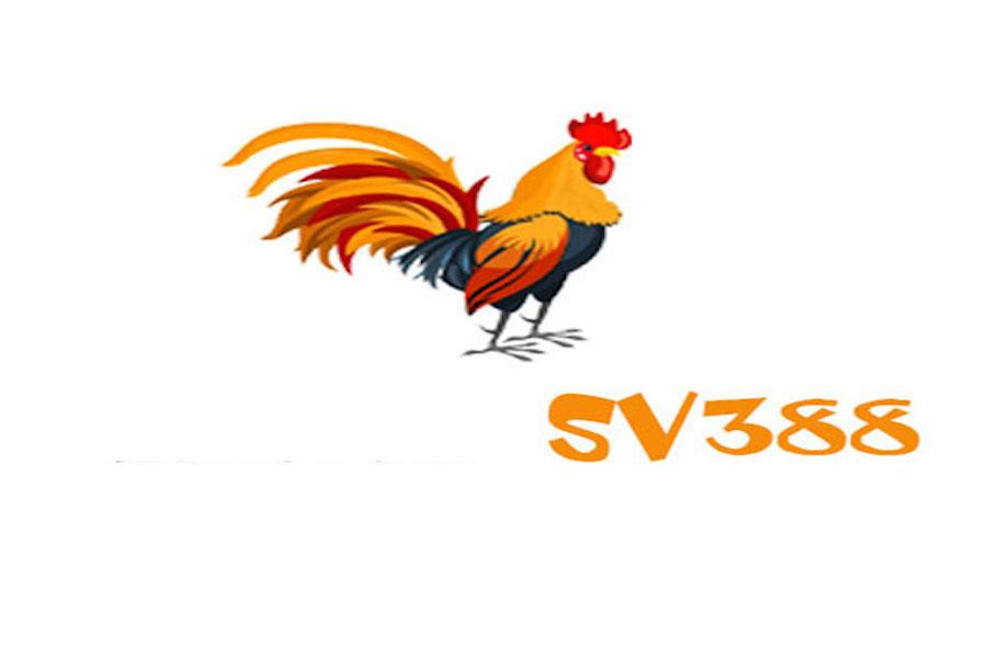 Đá gà SV388 - cung cấp hàng trăm video đá gà chất lượng